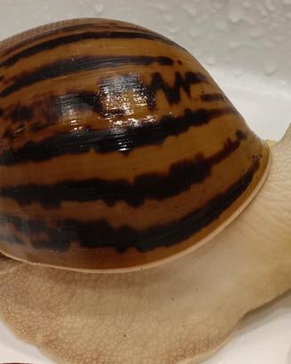 Achatina Lissachatina Reticulata lumache giganti