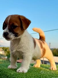 Jack Russell di altissima genealogia