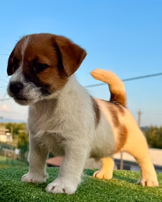 Jack Russell di altissima genealogia