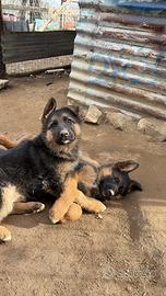 Cuccioli di pastore tedesco