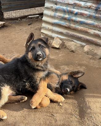 Cuccioli di pastore tedesco