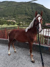 Puledro havelignese