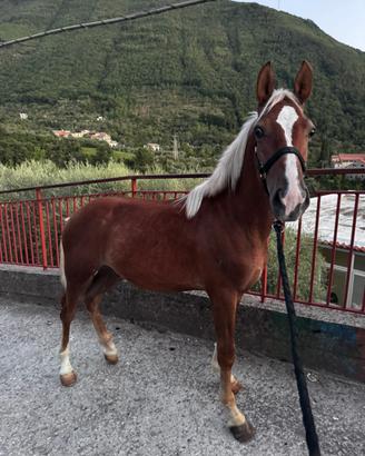 Puledro havelignese