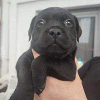 Staffordshire Bullterrier cuccioli Staffy