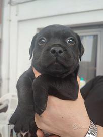 Staffordshire Bullterrier cuccioli Staffy