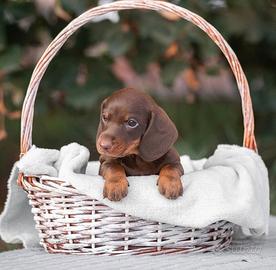 Bassotto cuccioli SELEZIONATI pedigree ENCI test g