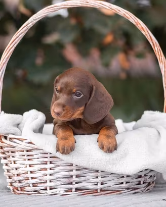 Bassotto cuccioli SELEZIONATI pedigree ENCI test g