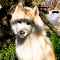 Cucciolone di 6 mesi maschio Siberian Husky