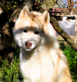 Cucciolone di 6 mesi maschio Siberian Husky