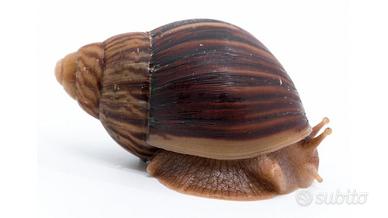 Lumache