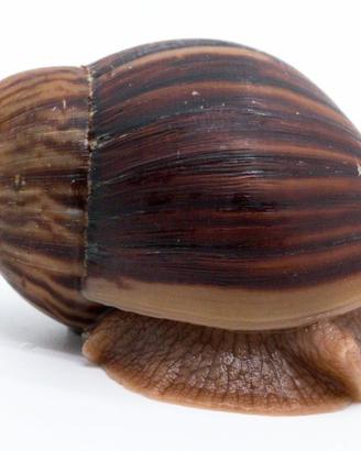 Lumache