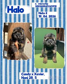 Barboncini phantom e neri da compagnia