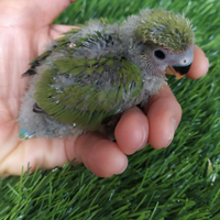 Inseparabile rosecollis allevato a mano