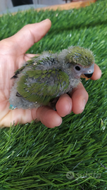 Inseparabile rosecollis allevato a mano