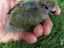 Immagine 1