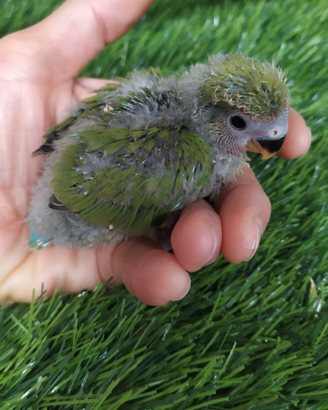 Inseparabile rosecollis allevato a mano