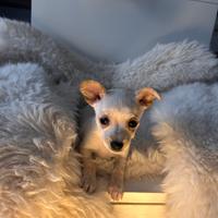 Cucciola pincher chihuahua mini toy