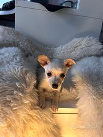 Cucciola pincher chihuahua mini toy