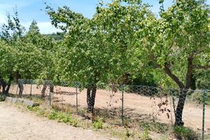 Terreno agricolo