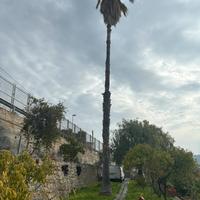 Palma altissima ha 35 anni