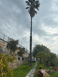 Palma altissima ha 35 anni