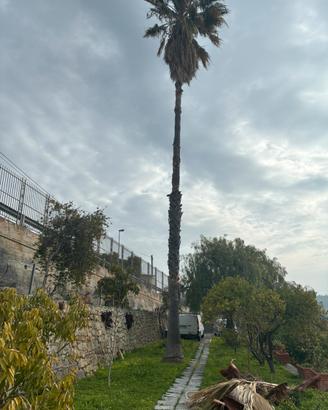 Palma altissima ha 35 anni