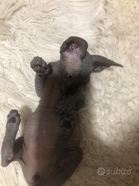 Nemmeno un pelo canadian sphynx 