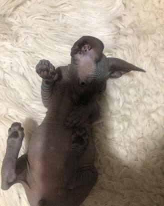 Nemmeno un pelo canadian sphynx 