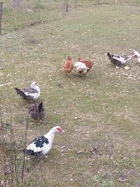 Anatre e galline