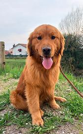 Cucciolo golden retriever 100% americano