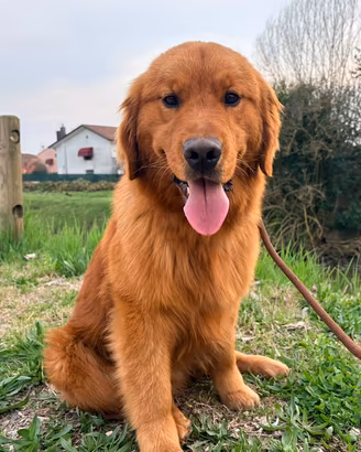 Cucciolo golden retriever 100% americano