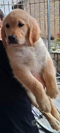 Golden retriver