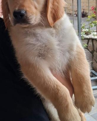 Golden retriver