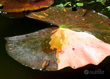 ninfea Arc en ciel foglia rosa laghetto pond