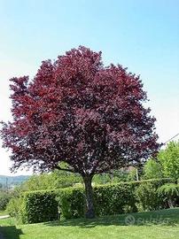 amolo mirabolano pianta giovane susino ciliegio