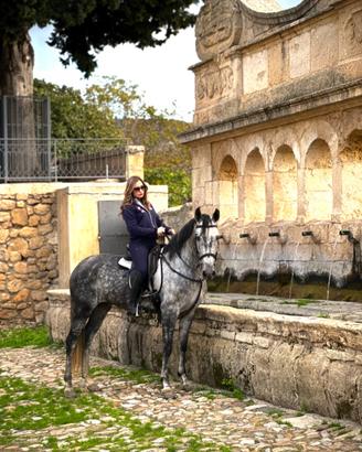 Cavalla Spagnola domata