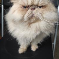 servizio toelettatura gatto 