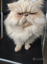 servizio toelettatura gatto 