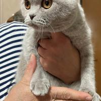 Cuccioli di Scottish Fold e Straight