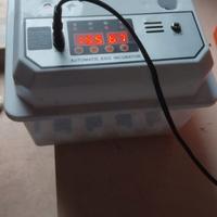 Incubatrice