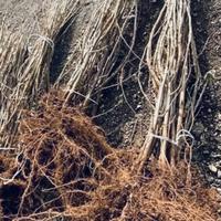 Piantine Piante Nocciole Nocciolo 