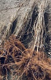 Piantine Piante Nocciole Nocciolo 