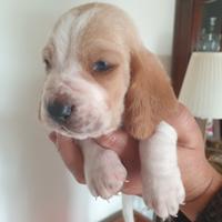 Cuccioli bassethound