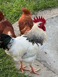 Gallo Sussex
