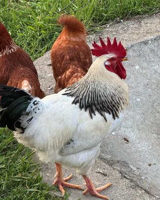 Gallo Sussex