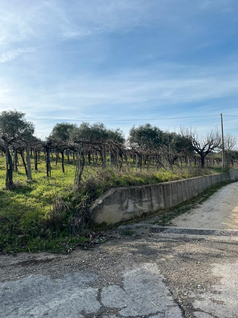 Terreno agricolo - Vista 5