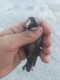 Cardellina nostrana femmina