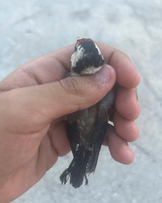Cardellina nostrana femmina