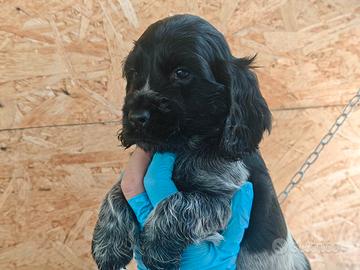 Splendidi Cocker spaniel inglesi
