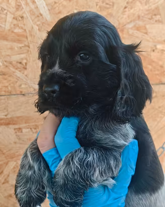 Splendidi Cocker spaniel inglesi